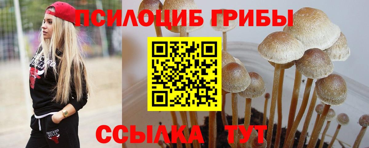 Псилоцибиновые грибы Cubensis  Псилоцибиновые грибы мицелий  Краснодар  где купить наркоту  Вход с VPN 